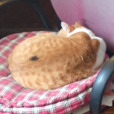 HugoLecourt4's profile picture. Linux