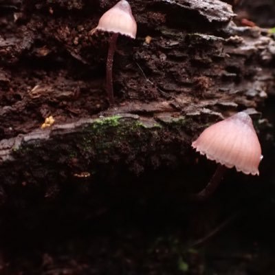 PzwJGnNrnE9qUzS's profile picture. vオタです。アキくん、かなかなを主ににじさんじを箱推ししてます。アキネコ、叶え隊。