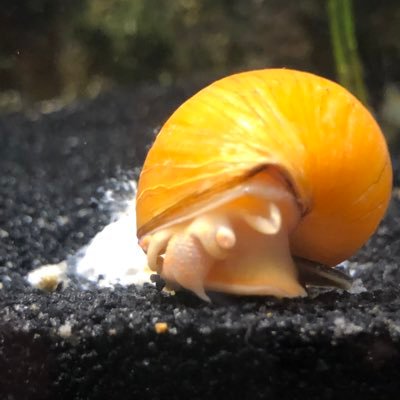 Asatrade1's profile picture. 