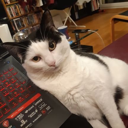 Eclipse_Patate's profile picture. Potichat de @LadyMaadness
Checrétaire d'état au boudinage
Chaton des rues reconvertie en Patate de canapé
Monstre Velu
Soeur adoptive de @Gaby_doubidou