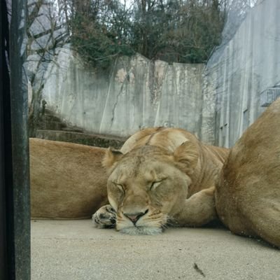 ao711_56's profile picture. ダイエットしてた。-6kgで結婚式は満足いくスタイルでできた😃。今は不妊治療してる。