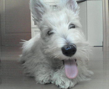 Scottish Terrier スコティッシュ・テリア♂３頭（ブラックBlack８歳＆６歳ウィートンWheaten４歳）に囲まれてボルゾイ犬似のご主人さまと、日々楽しく暮らしています。
ツイッター初心者です。
慣れるまで少々お時間を下さいませ！