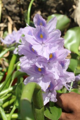 BBSRC_BEFWAM's profile picture. BBSRC-funded project: Bioenergy, clean water from invasive aquatic macrophytes @GCRF @CreecMakerere @ICTMumbai1933 @EnergyLeeds #SDG7