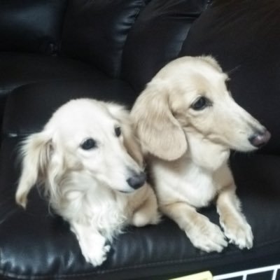 Pet Life ブログを更新しました 犬の白内障に関するおすすめサプリメント T Co N3klyn06ra 愛犬 白内障 サプリメント おすすめ 年 21年