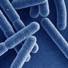 Microbiology Department (@microbio_ip) 's Twitter Profile