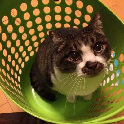 ネコ‼︎猫‼︎ねこ。 ボルダリング。岩。 2019/04/12 #kadaiinfo サイト見てあげて!#春から鹿大