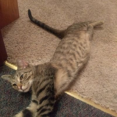 YouBetterRunEgg's profile picture. 