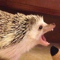 okay 🙄 (@rudestvoice) 's Twitter Profile