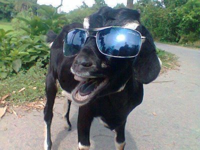 Official Twitter for the #RootGoat2020 presidential campaign.
Vote Root to get the Goat!
@rootpoint
@ar4v3n