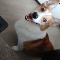 Tiny Sun (@rngwolves) 's Twitter Profile