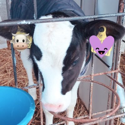 北海道・オホーツクで酪農をやってます🐮🌷 酪農業界の情報収集のためにTwitter始めました🐄✨ 無言フォローお許しください💦