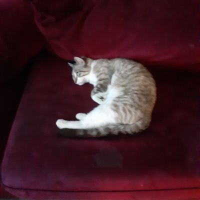 WendellKaisowa1's profile picture. 