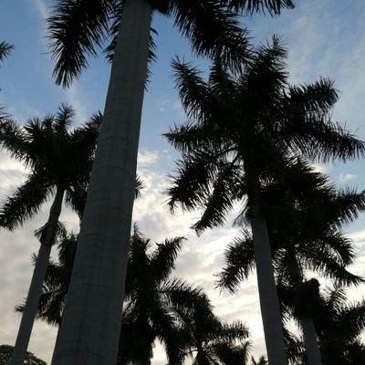 Robespier3's profile picture. La Vida es un Sueño.