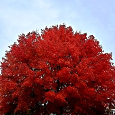 RRoozbehan's profile picture. I'm a #PMOI/#MEK & #NCRI supporter.   براندازم#