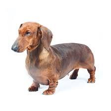 maoistdachshund Profile Picture