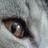 Fuchsfeuer's profile image