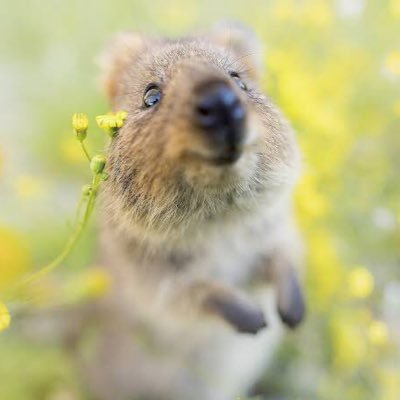 本気でわっきーさんみたいになりたいなぁってことでTwitterから始める日記(つぶやき)から始めて行こうと思います! #わっきー #ビジネス #アフィリエイト #ブログ #情報発信