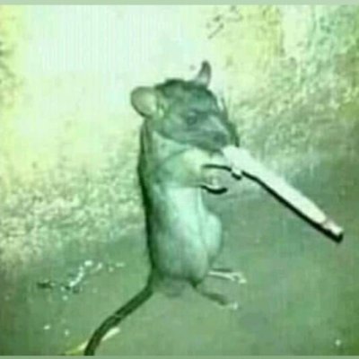 NEsgoto's profile picture. 