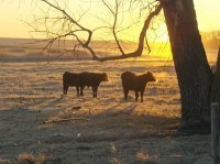 Nelson_Farms's profile picture. I am a recent Agricultural Economics graduate from NDSU, North Dakota soybean, corn, edible bean, and wheat producer and presently working as a crop scout.