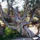 Marlene Alexander - @mardorbar - Twitter