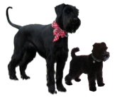 SchnauzerPro Forum, is a (new) forum for all dog lovers, specifically schnauzers, all sizes, discuss BARF, feeding, agility, rescue, care and general dog chat!