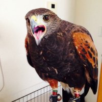 ビアンコ@ebay2年目 (@tukamon55) 's Twitter Profile