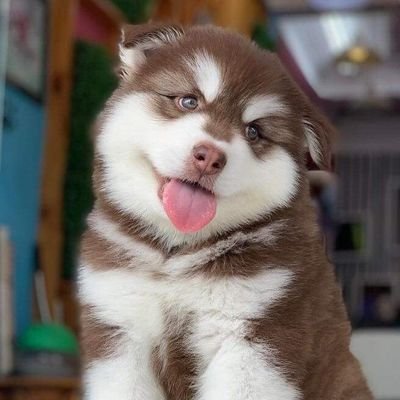 kheephus's profile picture. 