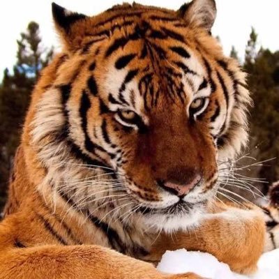Tigerye2's profile picture. 設計師 科技 Digital creators More sports Television shows