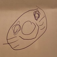 コアラ (@yukikoala) 's Twitter Profile