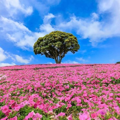 mohmounir69's profile picture. 