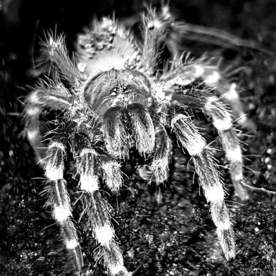 arka_noego's profile picture. Cześć jestem YouTuberem zajmuje się zwierzętami egzotycznymi co zobaczysz na moim kanale zapraszam cię 😀