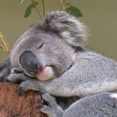 動物園のコアラ From Japan Gxwgrczr2hhdjbq Twitter