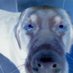 Steve Noon (@corben_dallas) Twitter profile photo