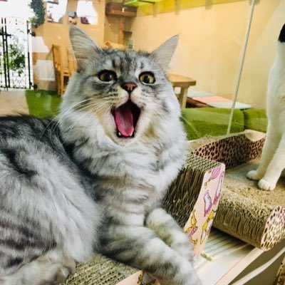 保護猫カフェととの森 Totonomori Twitter