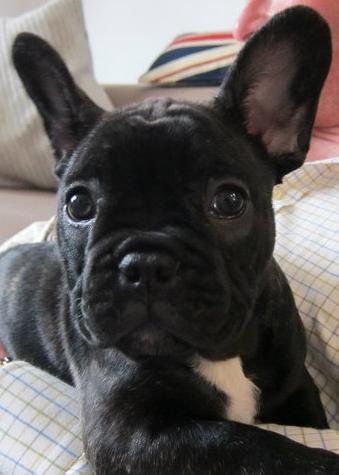 Monsieur_Remy's profile picture. some people confuse me with Batman. but he wears pants and i don't.