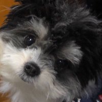 こっぱ (@koppaohji_) 's Twitter Profile Photo こっぱ (@koppaohji_) 's Twitter Profile Photo