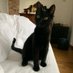 Kiki the Latvian Cat (@kikilatvian) Twitter profile photo Kiki the Latvian Cat (@kikilatvian) Twitter profile photo