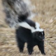 ram 🦨🔞さんのプロフィール画像