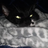 Rex Bedex (@rbedex) 's Twitter Profile