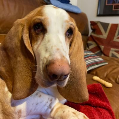 Adopted from Basset Hound Rescue, now found my paws in my forever home with Stuart and Glenn. Formerly know as Milo, but I have always been a Malcolm deep down.