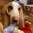 basset_malcolm