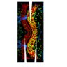 MonashCID's profile picture. The Monash University Centre for Inflammatory Diseases spans basic experimental biology, clinical research and clinical practice in inflammatory diseases.