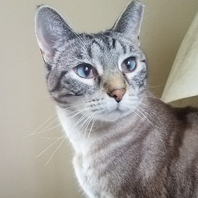 Bioscibrarian's profile picture. Owned by cats, married to hockeyabe, bioinformatics librarian, lover of animals and of science