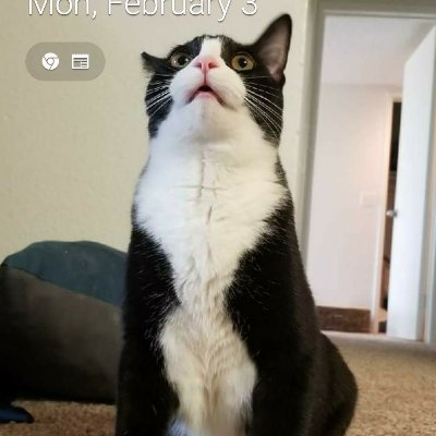 Sam58986737's profile picture. I like sports, Broncos Country, BuckEm, Nuggets Nation, Go Avs Go!!! zionists disgust me!