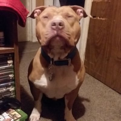Gamer shoe collector Love cars love pit bulls #AJ1FAM