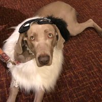 Cookie Lil' Famous Weim (@lilweim) 's Twitter Profile