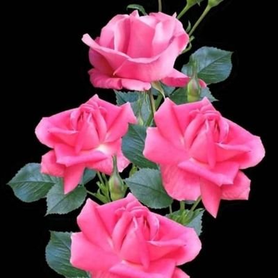 RAMESH65084571's profile picture. happy job