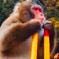 おさるまん@簡単副業ニキ (@of8ptipf9jn2ddb) 's Twitter Profile Photo