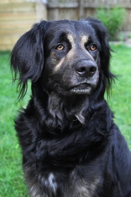 A proud Canadian and late bloomer. Graduated in 1999 with 2 degrees when I was 50.  Love dogs and am a great cook.  God save our broken world!