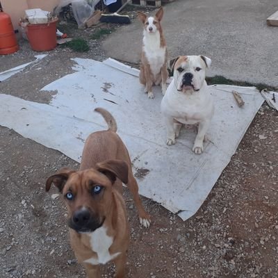 los3del's profile picture. 